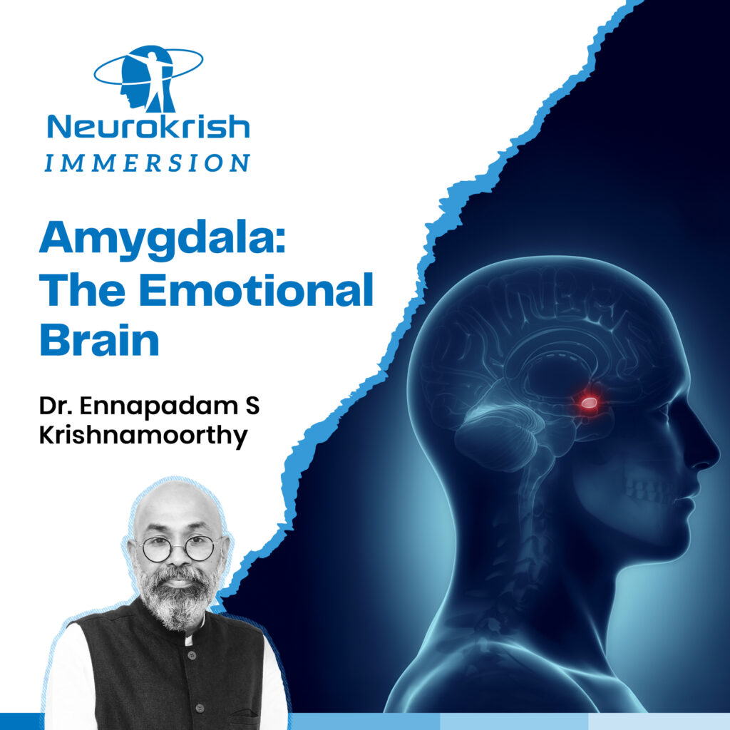 Amygdala – The Emotional Brain